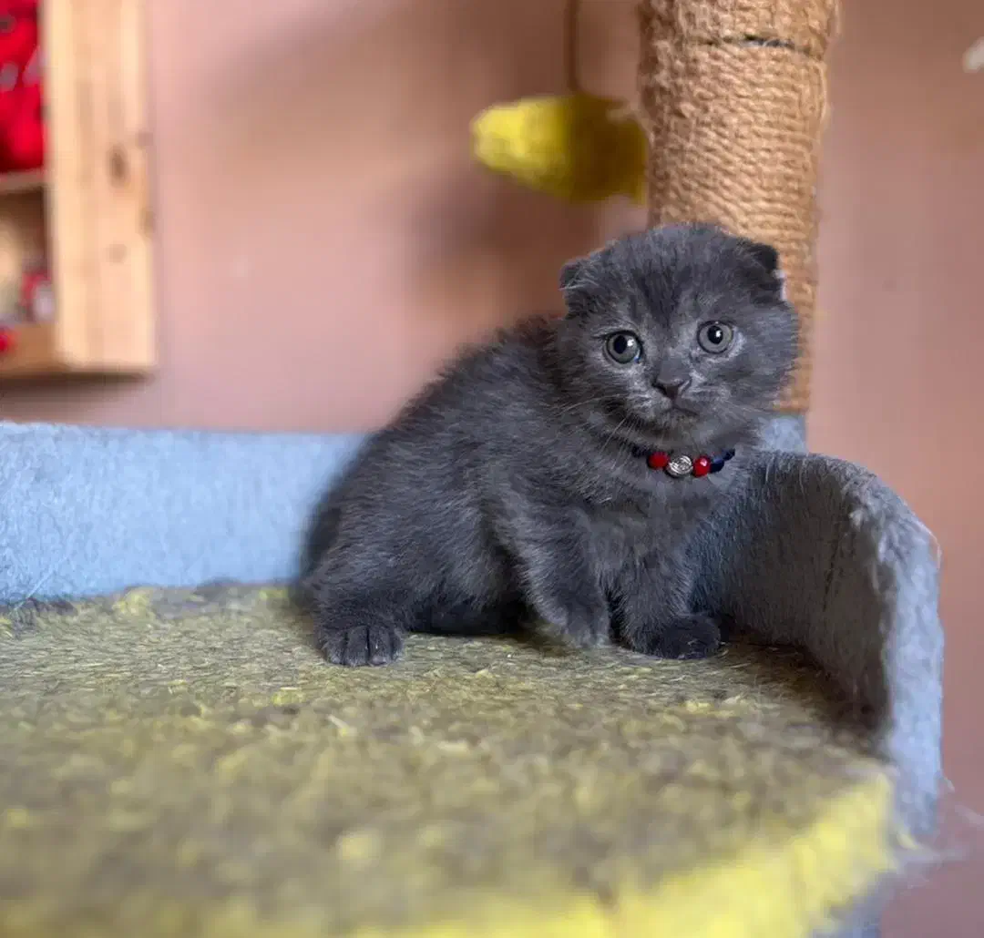 گربه اسکاتیش فولد|گربه|صدرا-فارس, فاز ۱|دیوار