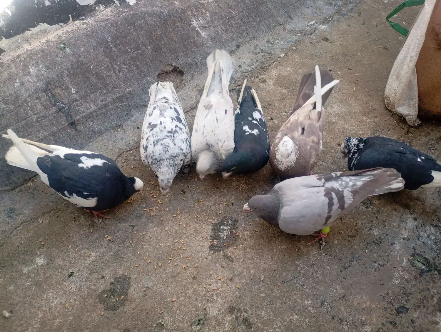 کفتر کفتر بازی|پرنده|الوند, |دیوار