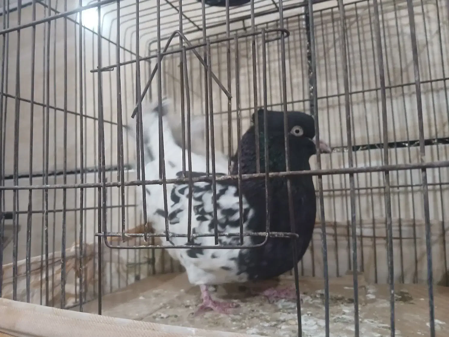 سرسیاه|حراج|رفسنجان, |دیوار