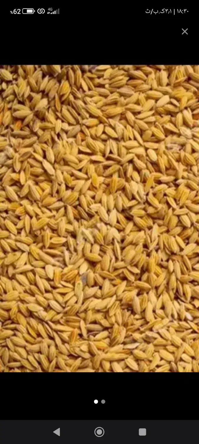 چلتیک برنج|خوردنی و آشامیدنی|یاسوج, |دیوار