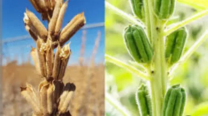 کنجد درجه یک|عمده‌فروشی|بافق, |دیوار