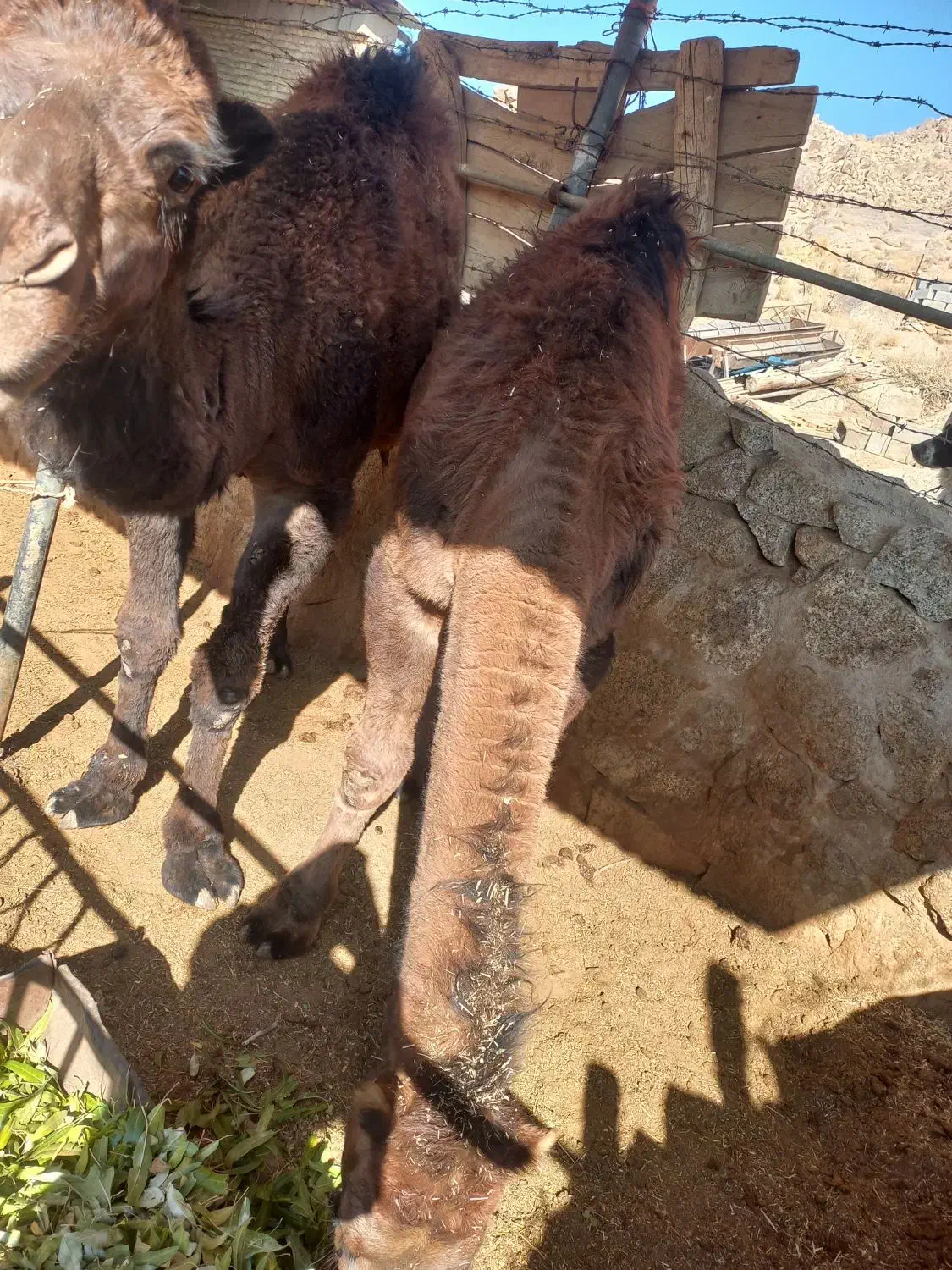 هاشیه شتر|حیوانات مزرعه|نیر (یزد), |دیوار