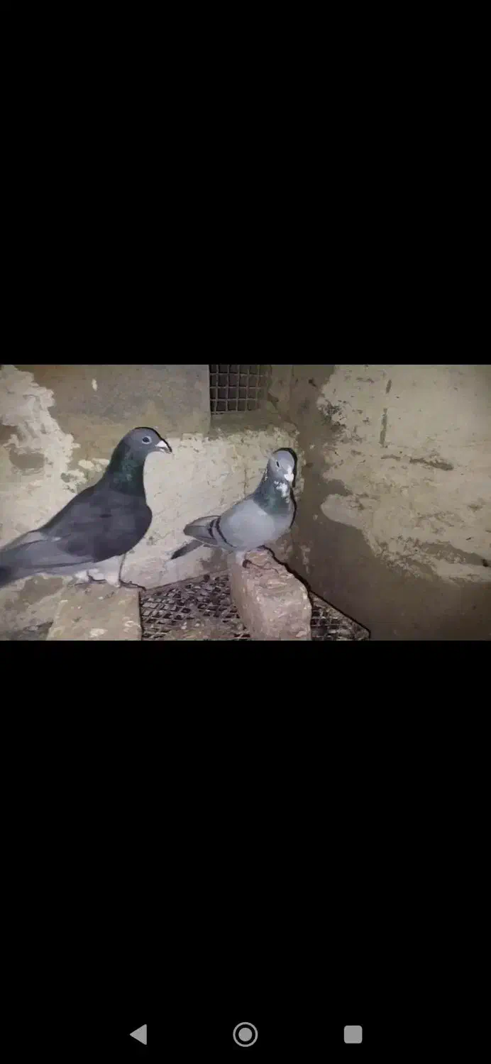 جفت سبز|پرنده|آشخانه, |دیوار