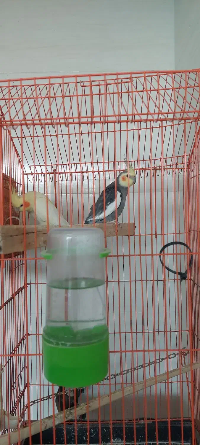 عروس هلندی مولد|پرنده|بندر دیر, |دیوار