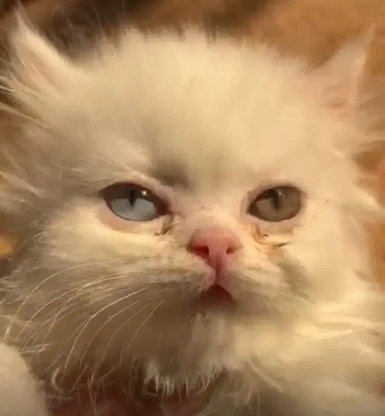 گربه پرشین ماده|گربه|قزوین, |دیوار