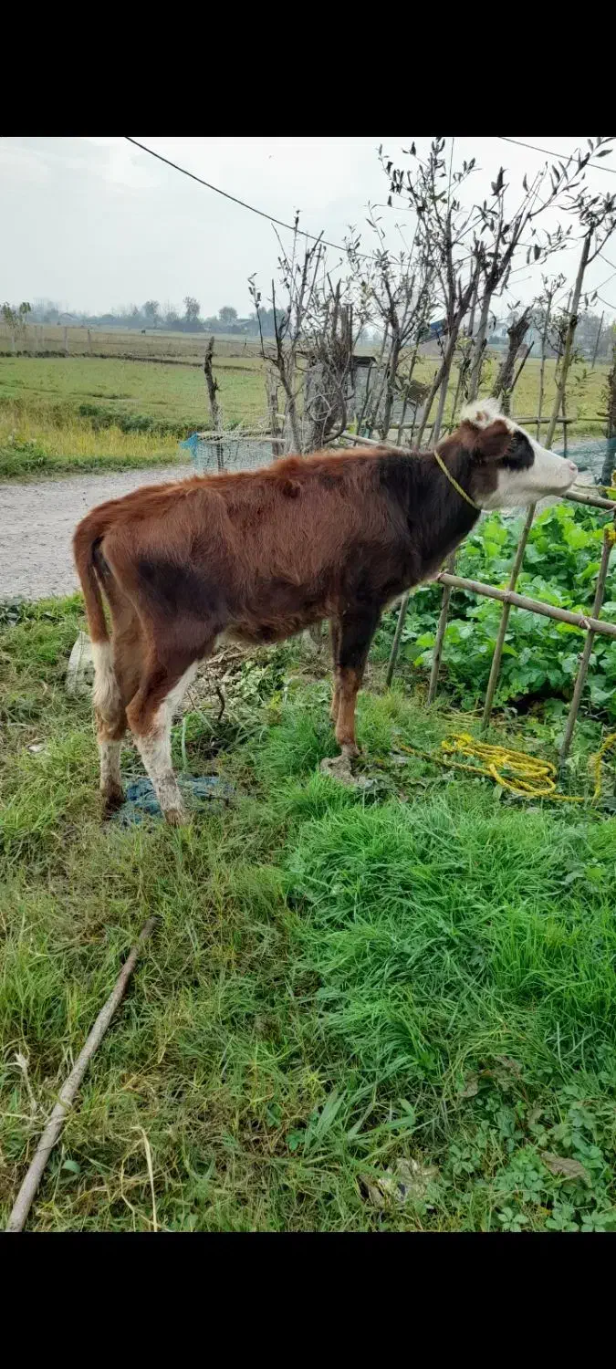 لیشه ماستی|حیوانات مزرعه|کوچصفهان, |دیوار