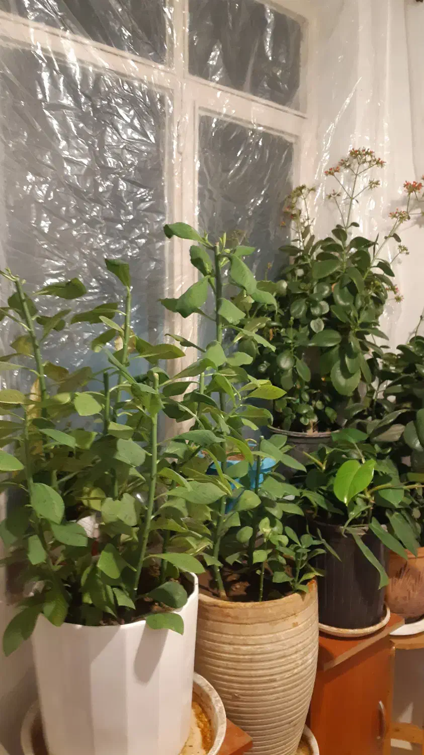 گل و گیاه زینتی آپارتمانی|گل و گیاه طبیعی|ری, اقدسیه|دیوار