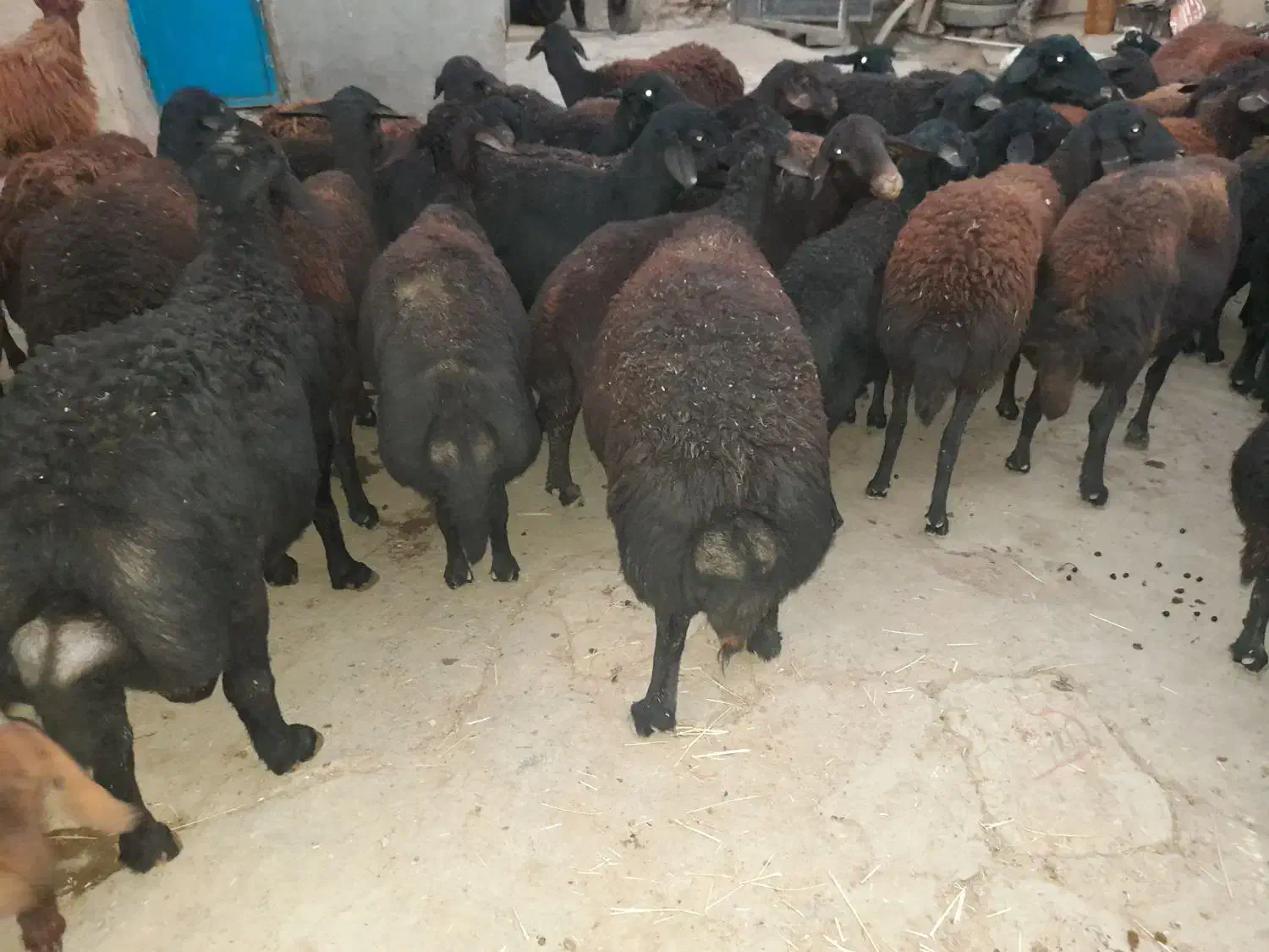 گوسفند قرقزل افشار جوان آبستن|حیوانات مزرعه|ماهنشان, |دیوار