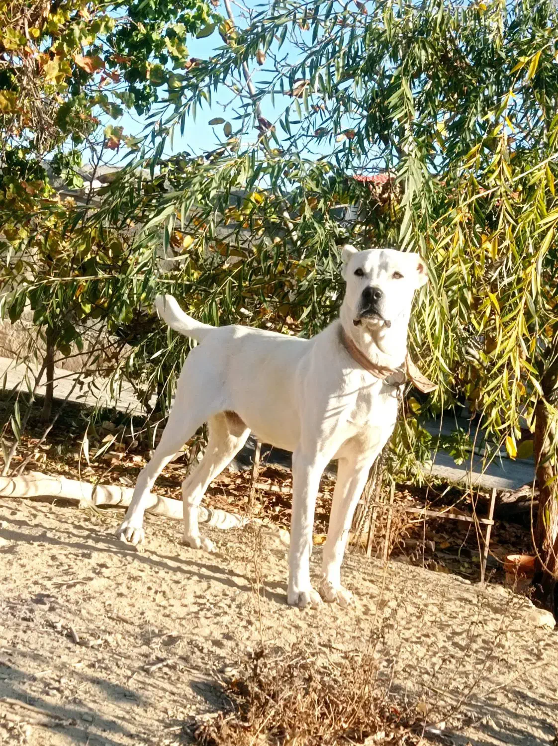 گم شده|سگ|چناران, |دیوار