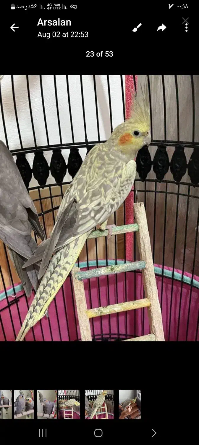 فروش عروس هلندی|پرنده|آستانه اشرفیه, |دیوار