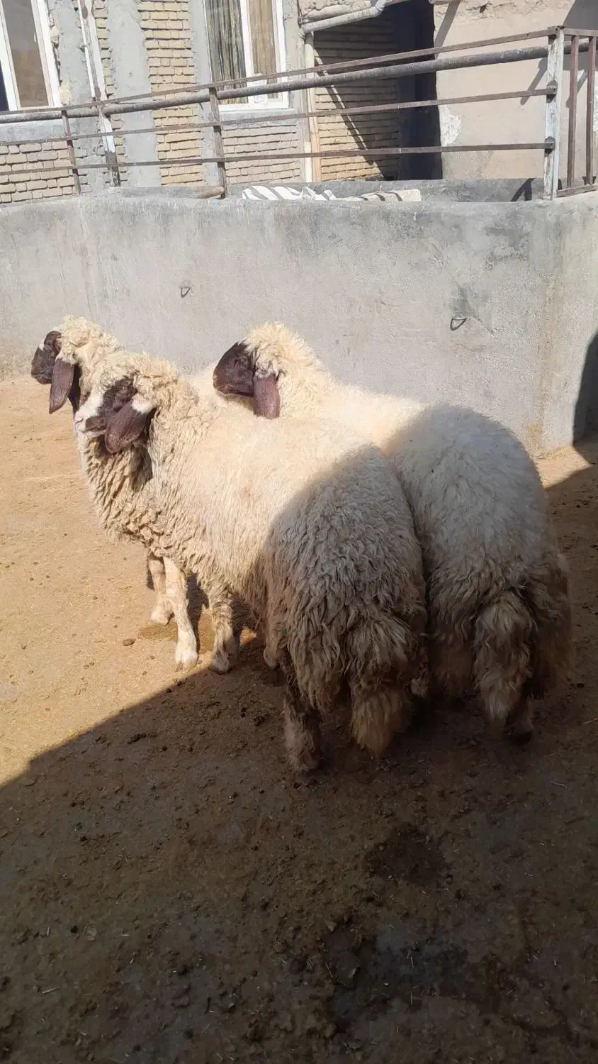 بره ماده اصیل سنجابی|حیوانات مزرعه|ماهیدشت, |دیوار