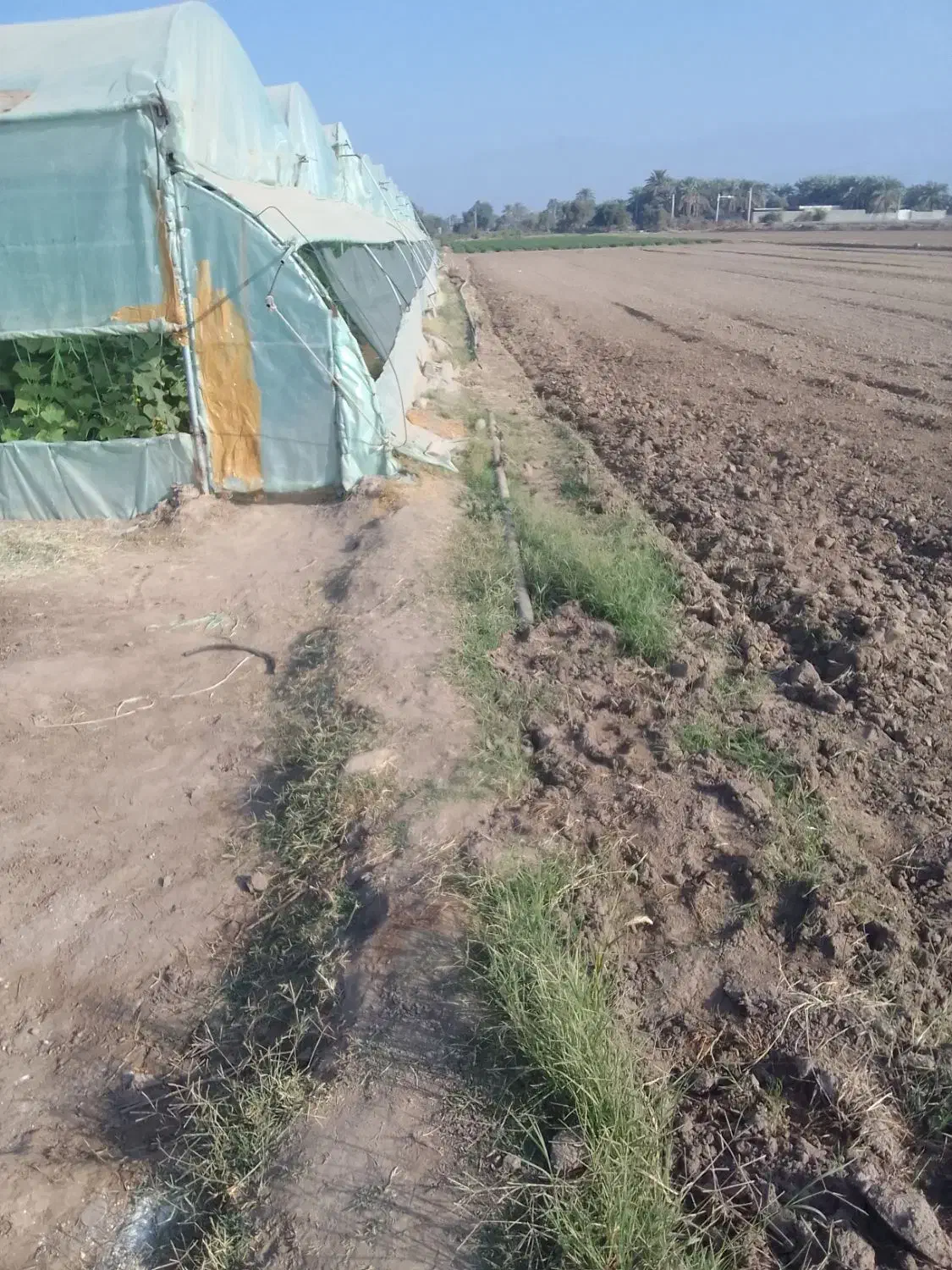 فروش گلخانه|فروش دفتر صنعتی، کشاورزی، تجاری|جیرفت, |دیوار