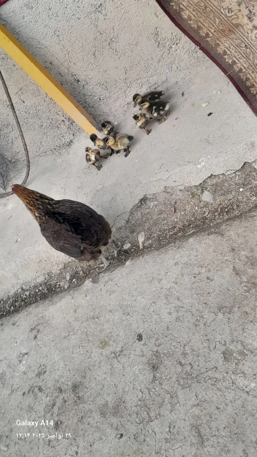 کلشکن با ۷ عدد جوجه اردک|حیوانات مزرعه|گوراب زرمیخ, |دیوار