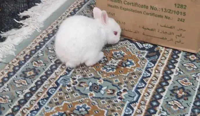 خرگوش|موش و خرگوش|بندر ماهشهر, |دیوار