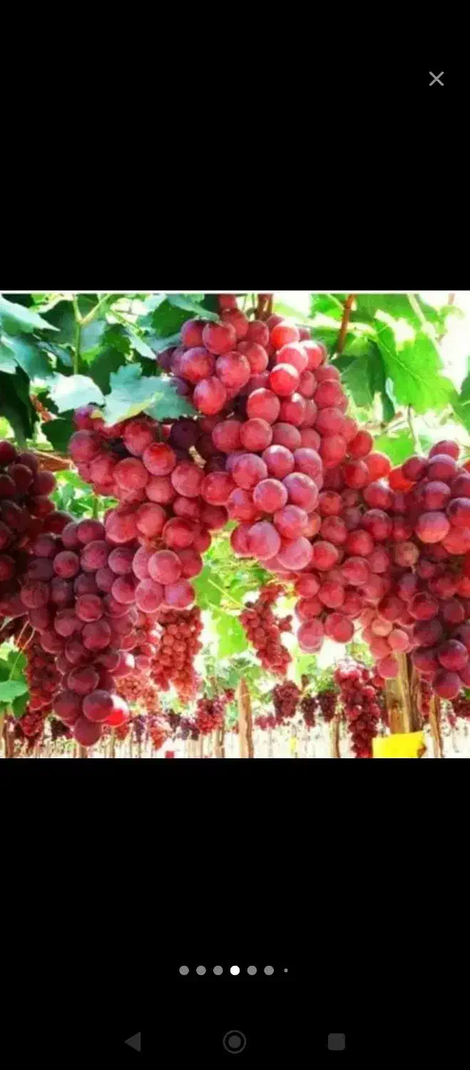 فروش نهال انگور ،یاس،گل محمدی و..|خدمات باغبانی و درختکاری|تربت‌حیدریه, چهارراه خواف|دیوار