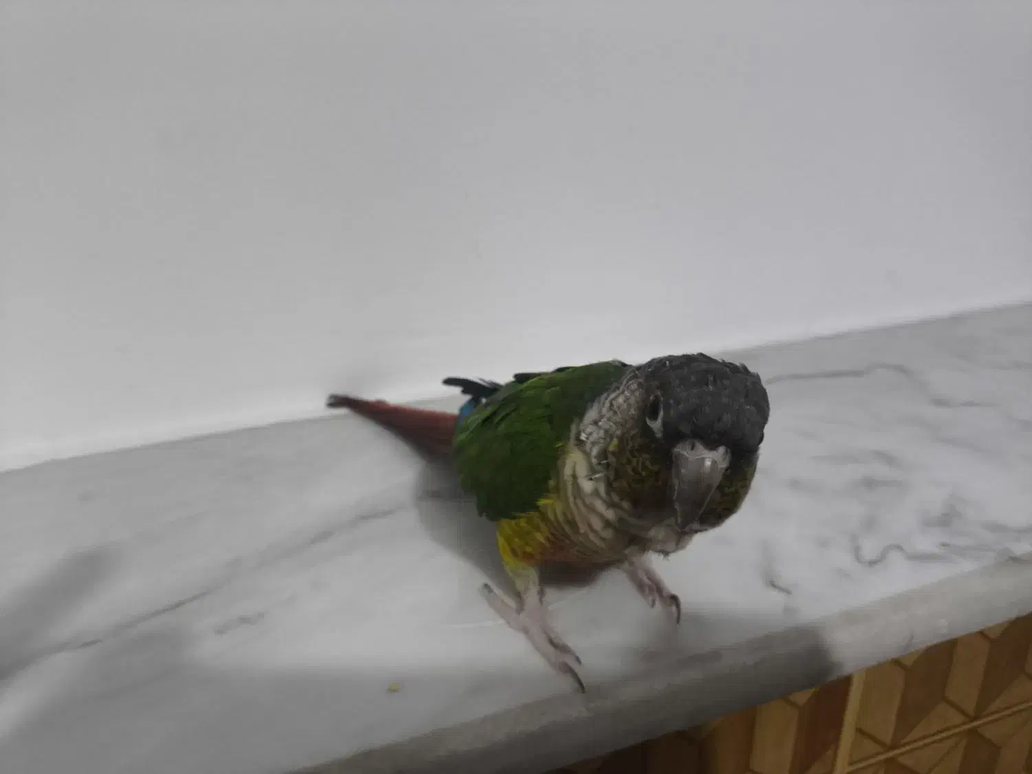 طوطی گرین چیگ سخنگو|پرنده|قم, شاه ابراهیم|دیوار