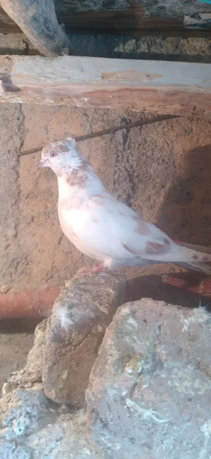 کبوتر گمشده|پرنده|بروجرد, |دیوار