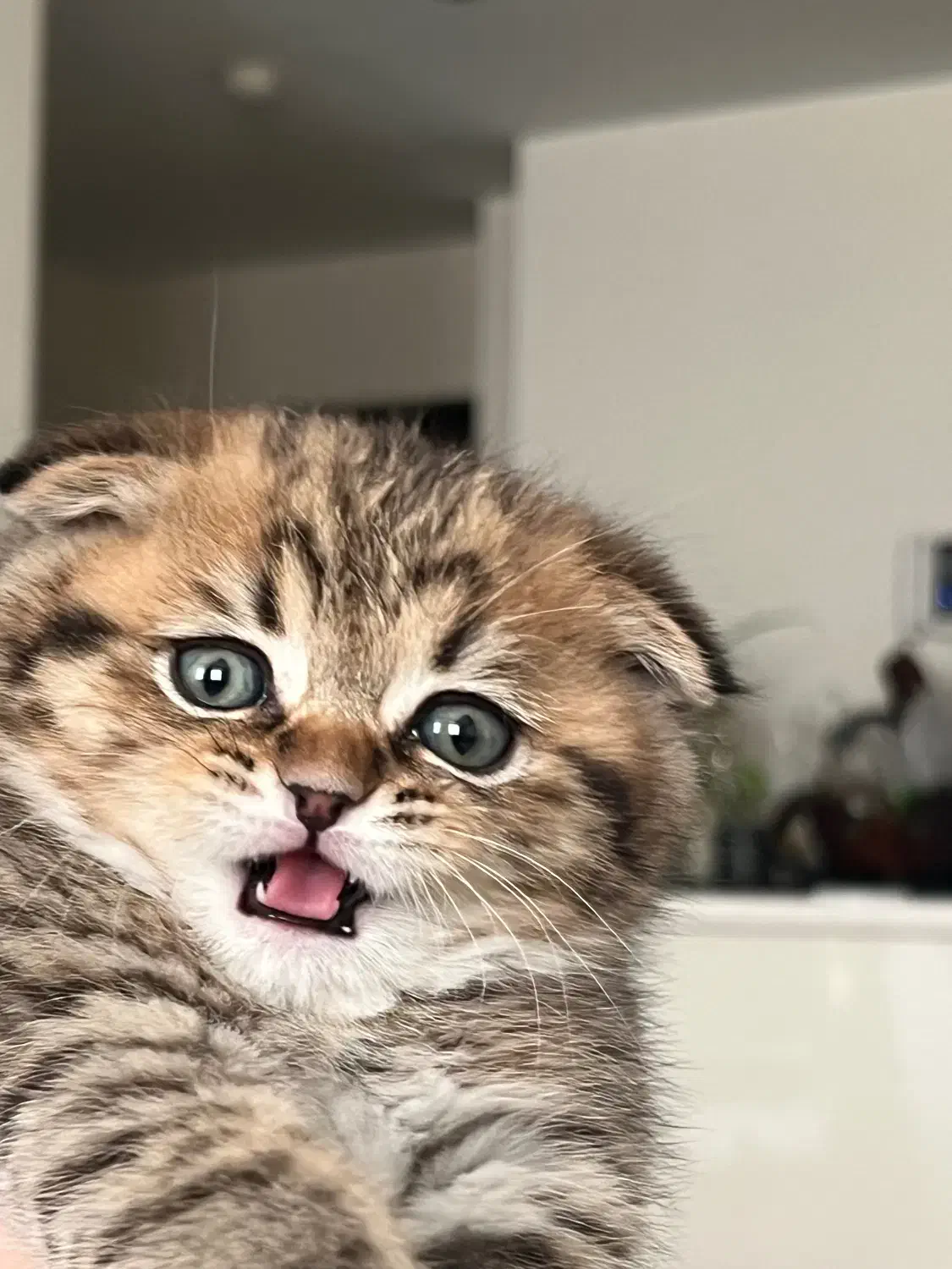 گربه اسکاتیش|گربه|تهران, گلستان (شهرک راه آهن)|دیوار