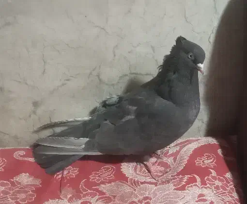 سرکه ای ماده|پرنده|مرودشت, ده بید|دیوار