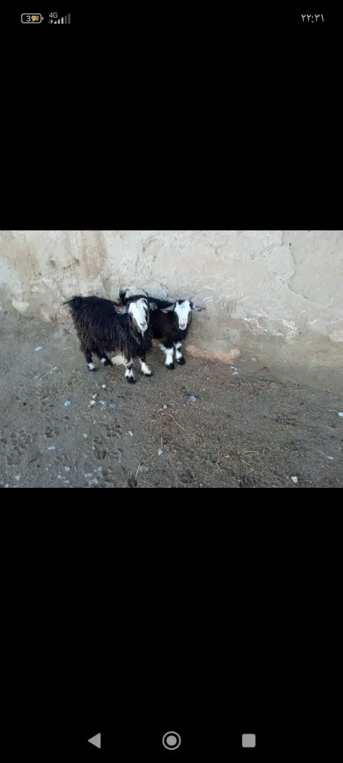 میاندوآب|حیوانات مزرعه|میاندوآب, |دیوار