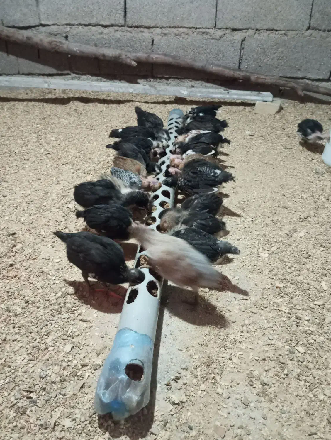 مرغ|حیوانات مزرعه|اندیمشک, |دیوار