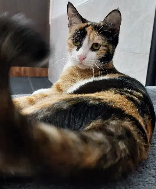 واگذاری گربه رایگان|گربه|مرودشت, ابوذر جنوبی|دیوار