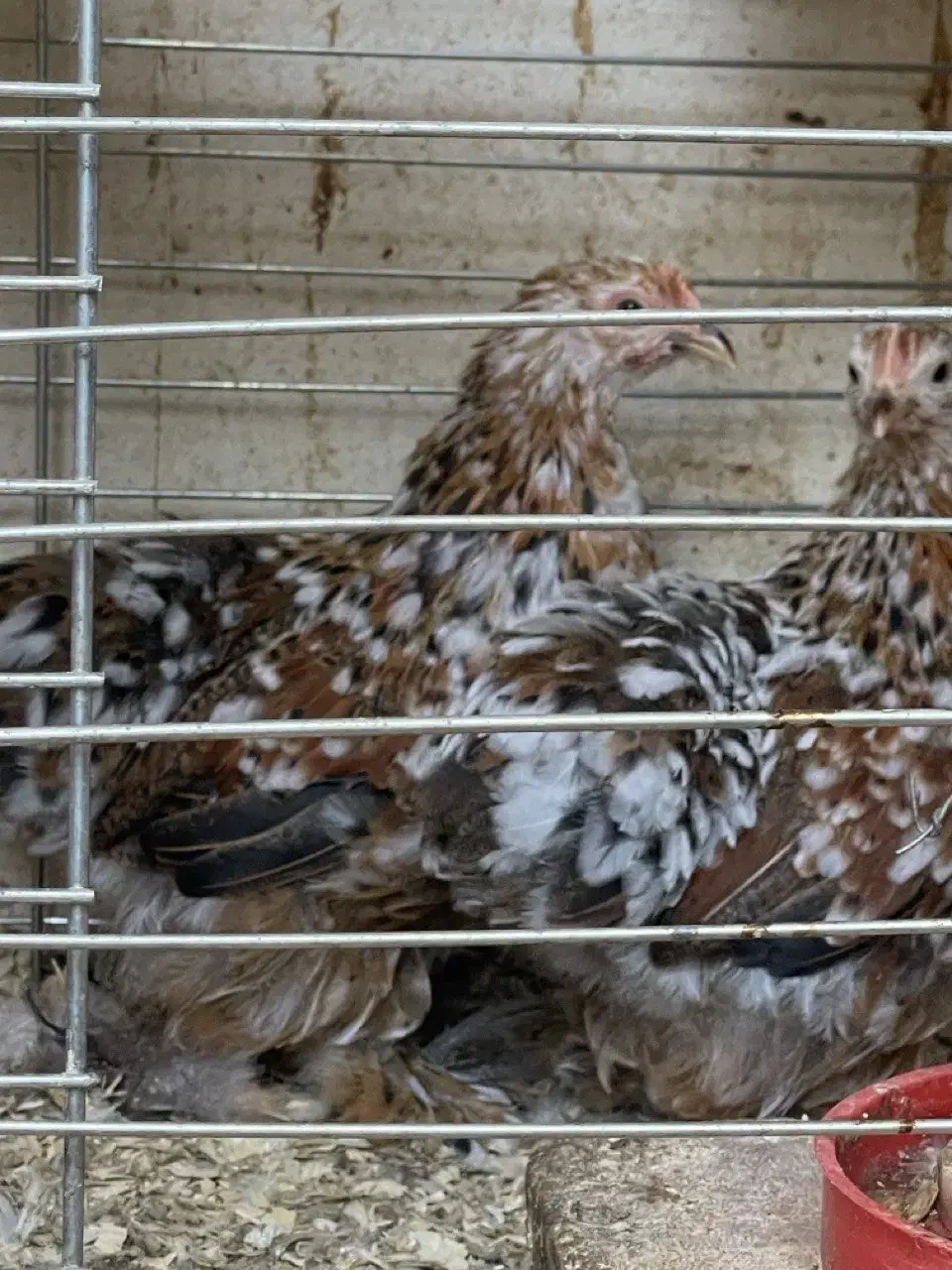 فروش یا معاوضه یک ست مرغ ردملتد|حیوانات مزرعه|بابل, |دیوار