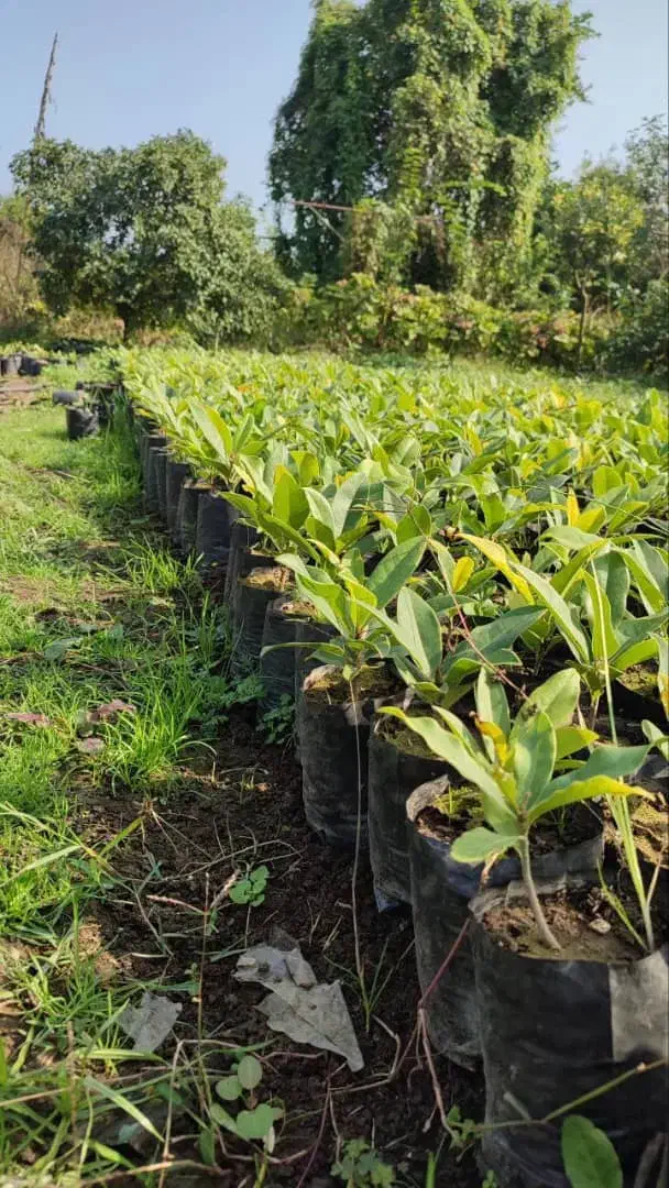 مگنولیا همیشه سبز نایلکسی۱۵ در۲۰|خدمات باغبانی و درختکاری|چابکسر, |دیوار