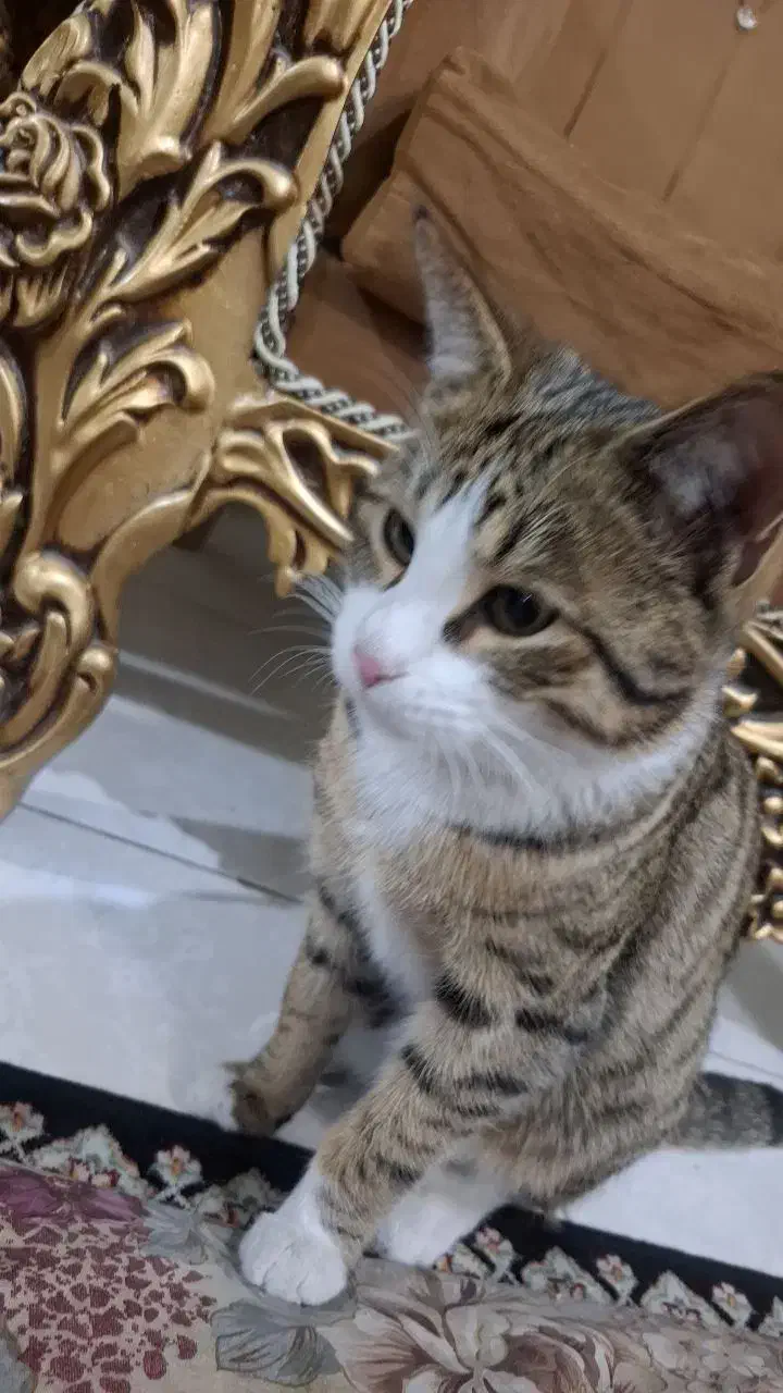 گربه|گربه|اراک, |دیوار