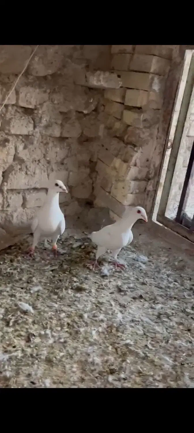 ۸۰۰|پرنده|مروست, |دیوار