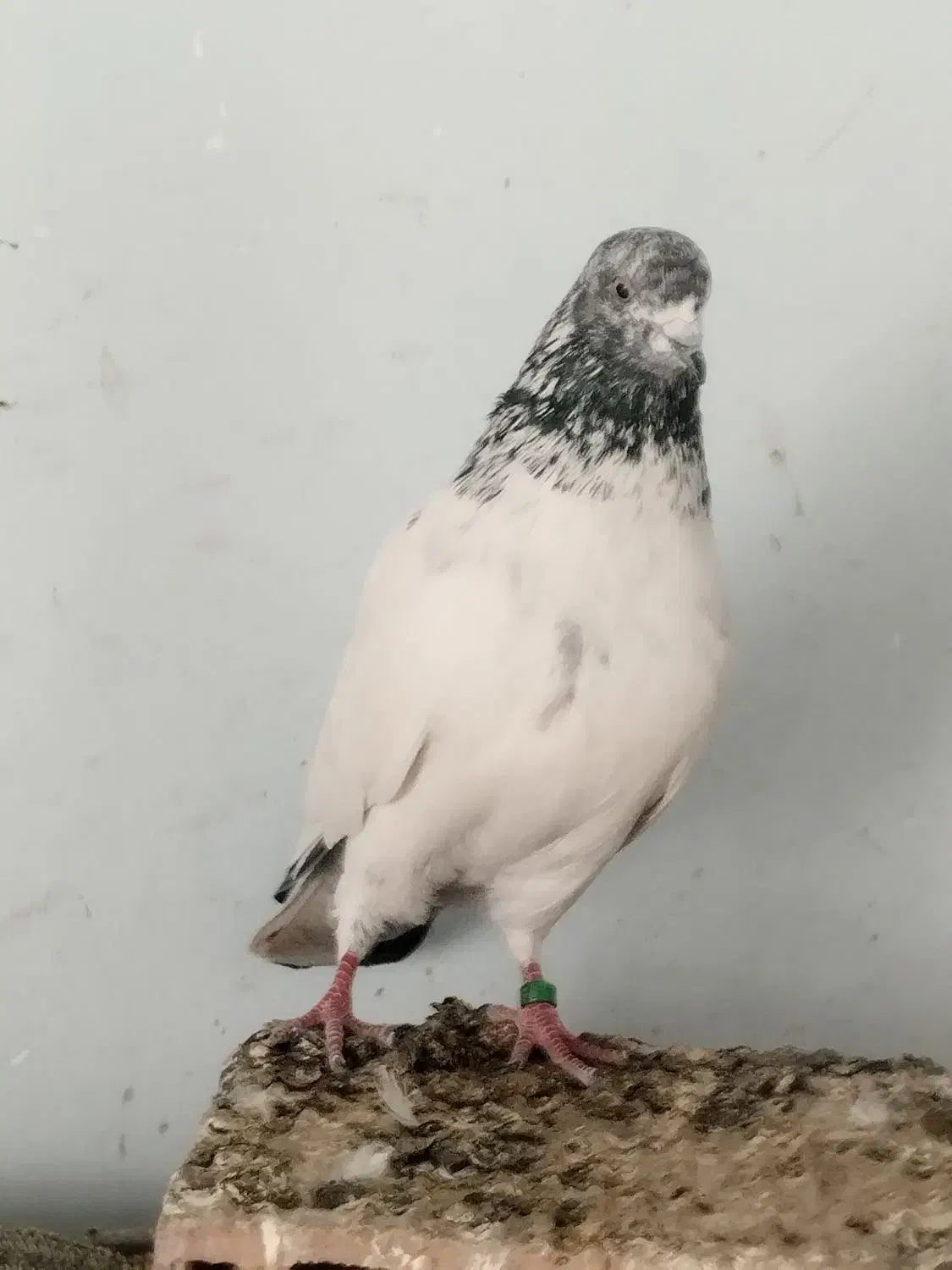 کفتر پرشی|پرنده|علیآباد کتول, |دیوار