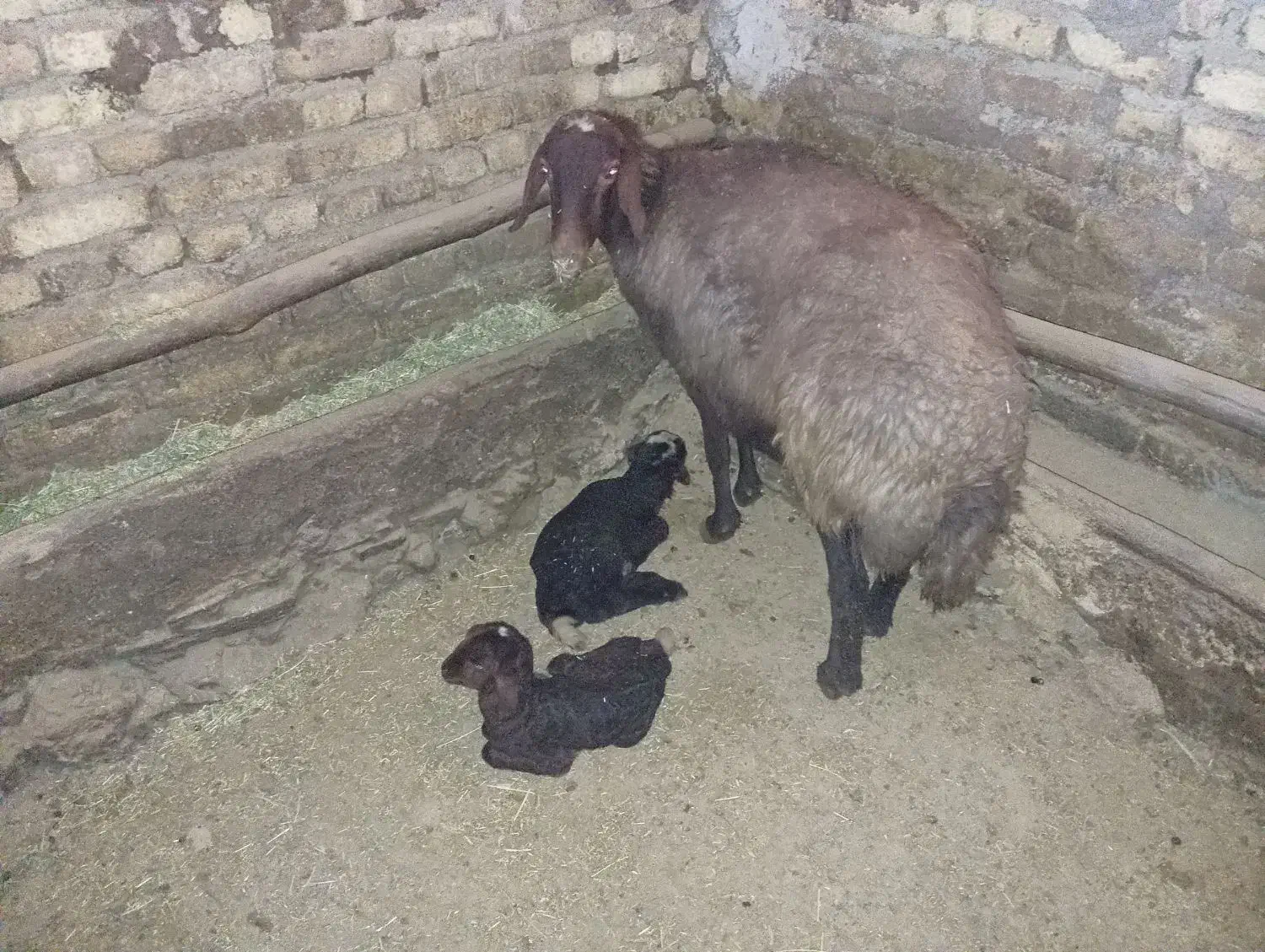 میش و بره|حیوانات مزرعه|سربند, |دیوار