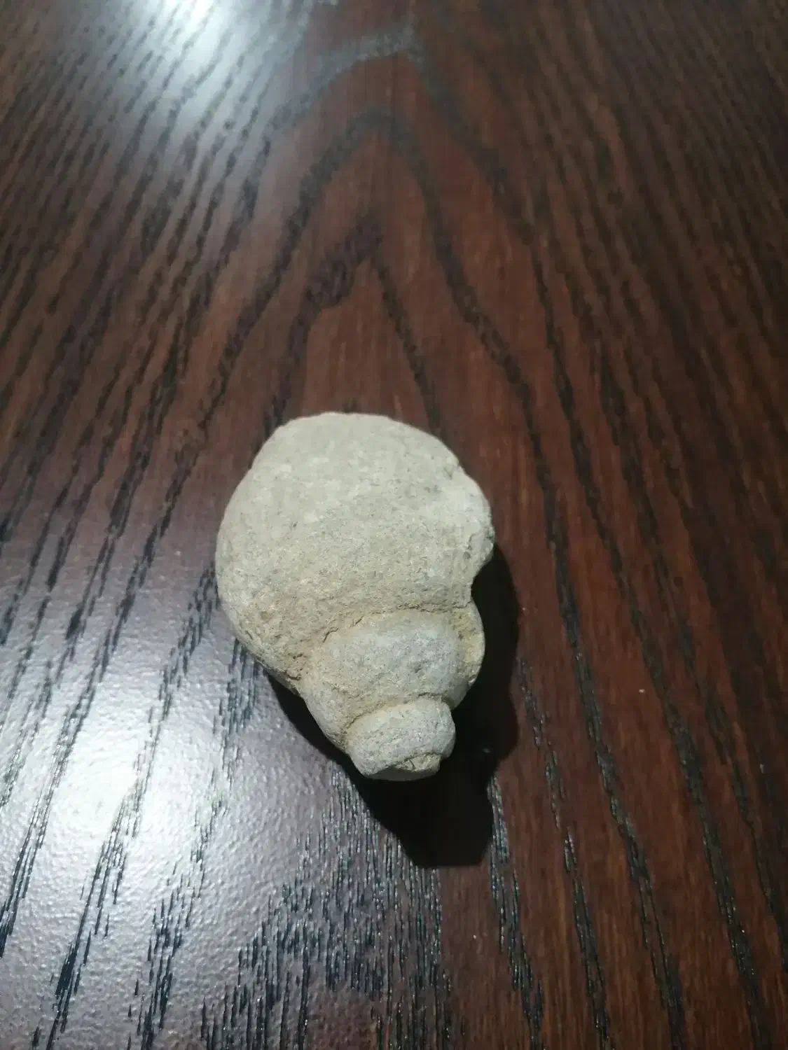 فسیل اصل|کلکسیون اشیاء عتیقه|تهران, فلسطین (میدان انقلاب)|دیوار