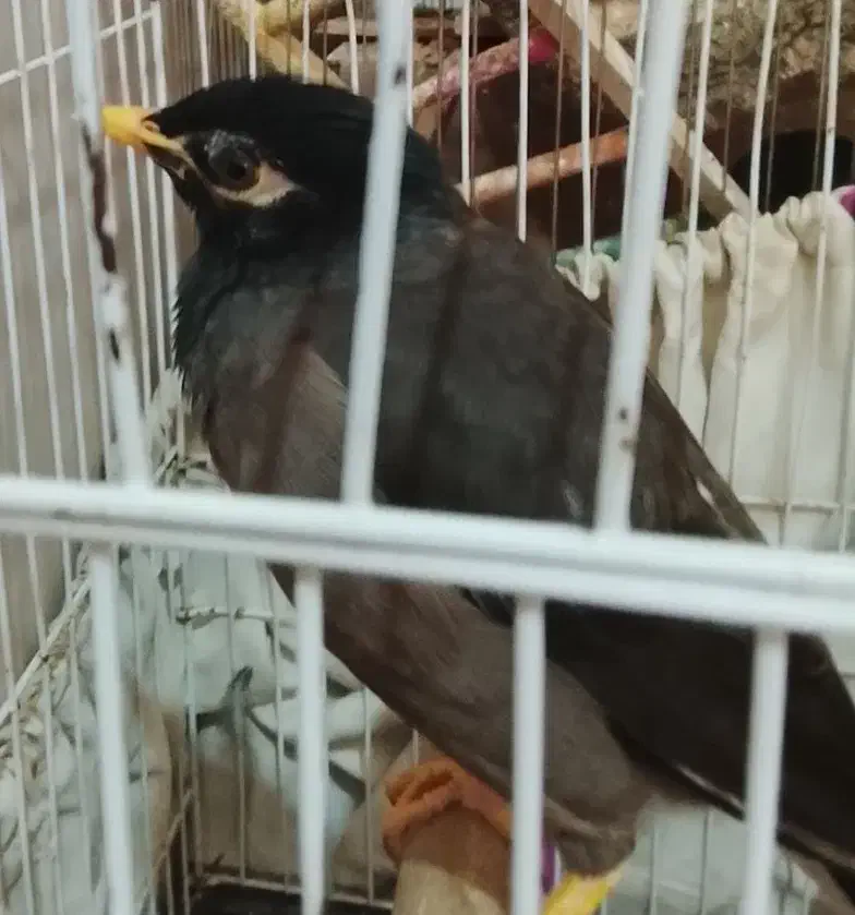 مرغ مینا جوجه قفس و عروس هلندی یک اشپیتس ماده|پرنده|قرچک, مجتمع گلشهر|دیوار