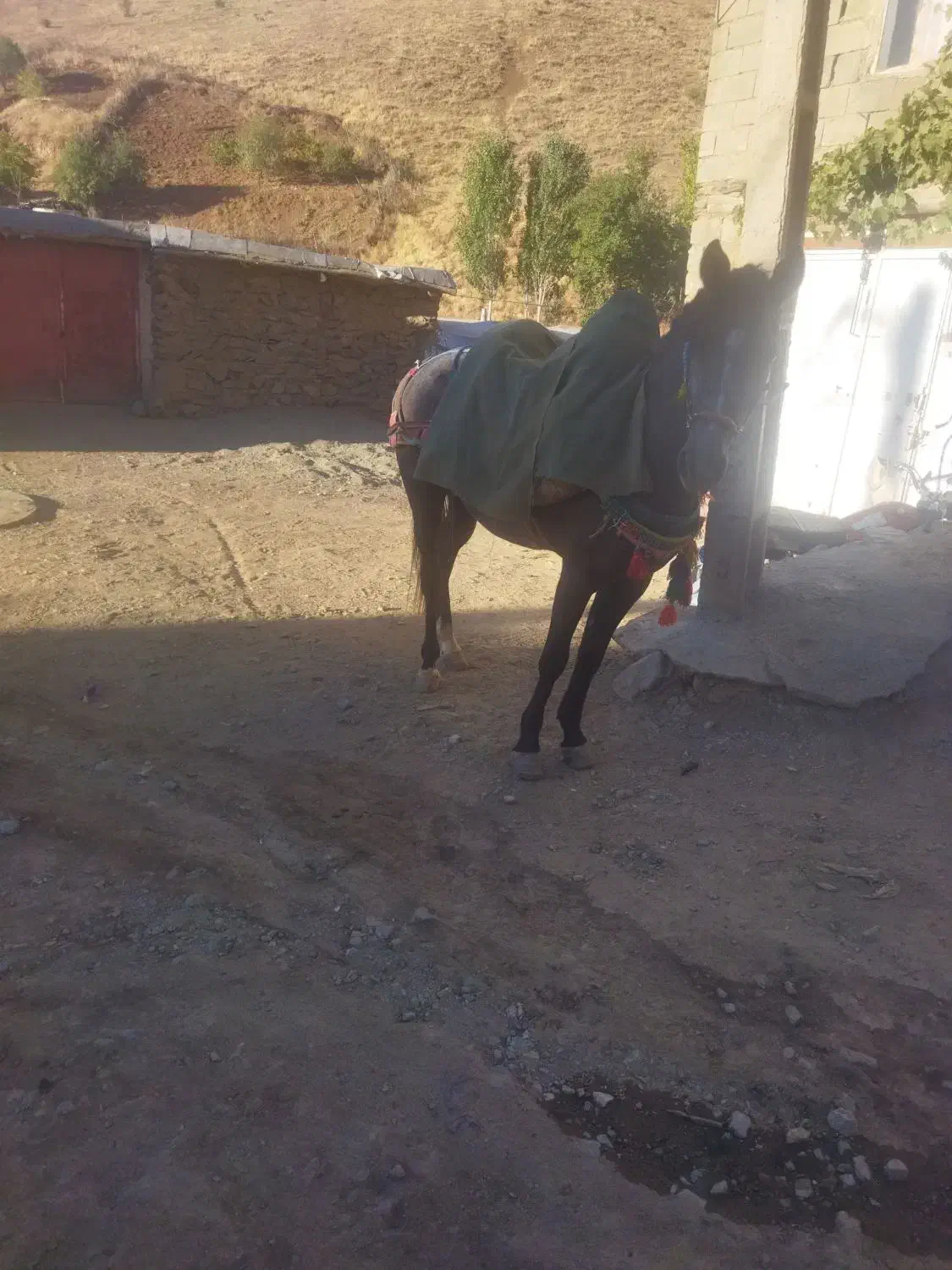 اسب ۶ سال|اسب و تجهیزات اسب‌سواری|حویق, |دیوار