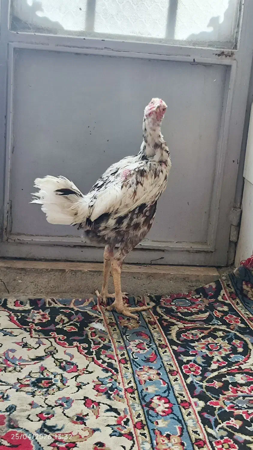 مرغ|حیوانات مزرعه|یزد, |دیوار