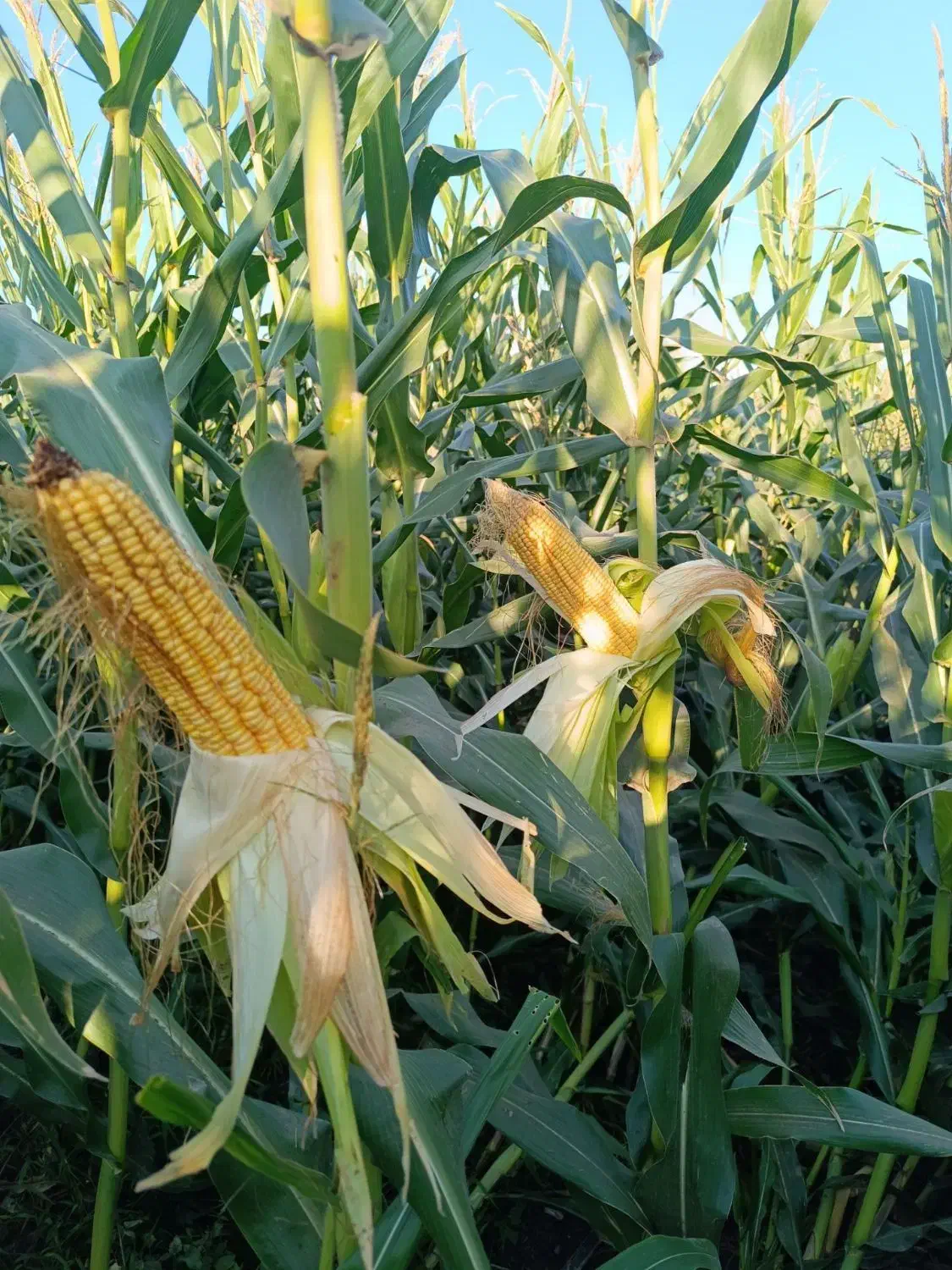 سیلو ذرت|عمده‌فروشی|گرگان, |دیوار