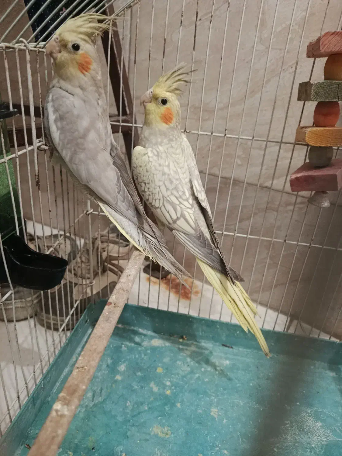 عروس هلندی|پرنده|رباطکریم, رباطکریم|دیوار