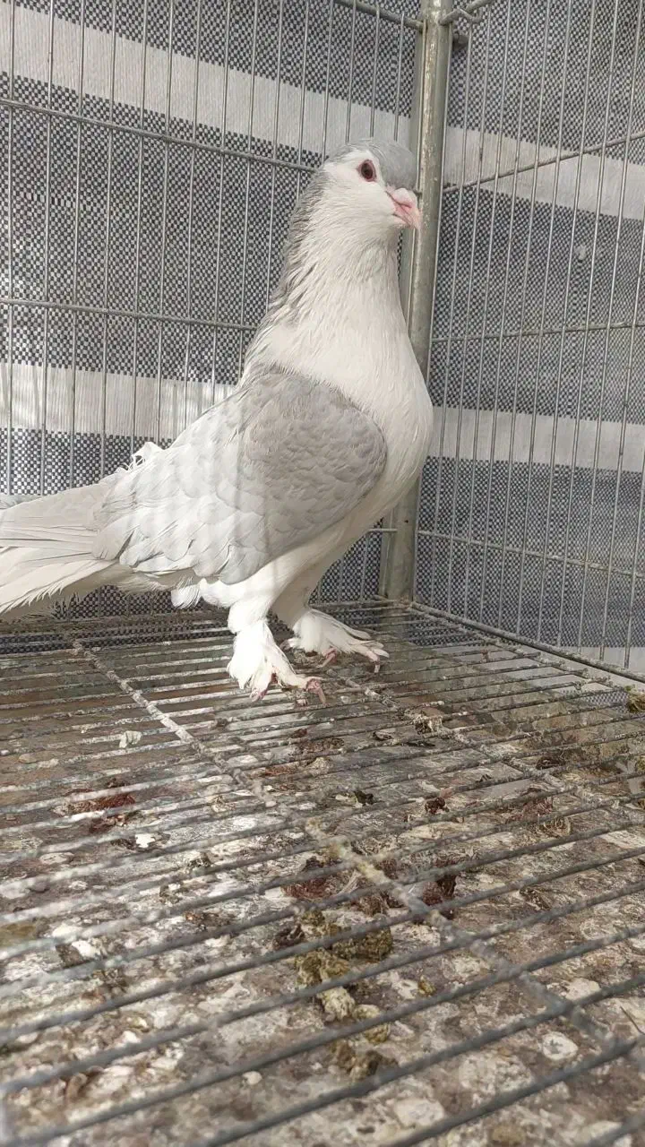 کبوتر زینتی تزئینی لاهوری الماسی|پرنده|اصفهان, سرشبادران|دیوار