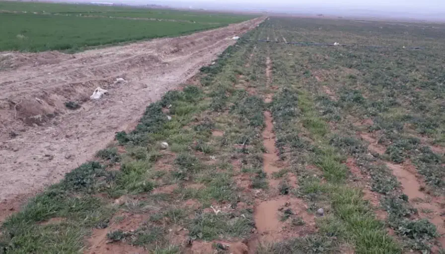 فروش زمین نزدیک به آزادراه شهرستان بیضا|فروش زمین و ملک کلنگی|بیضا, |دیوار