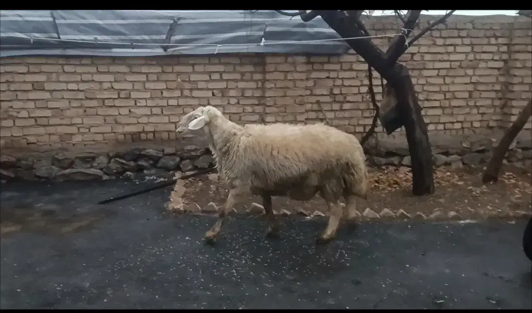 قوچ|حیوانات مزرعه|زنده رود, |دیوار