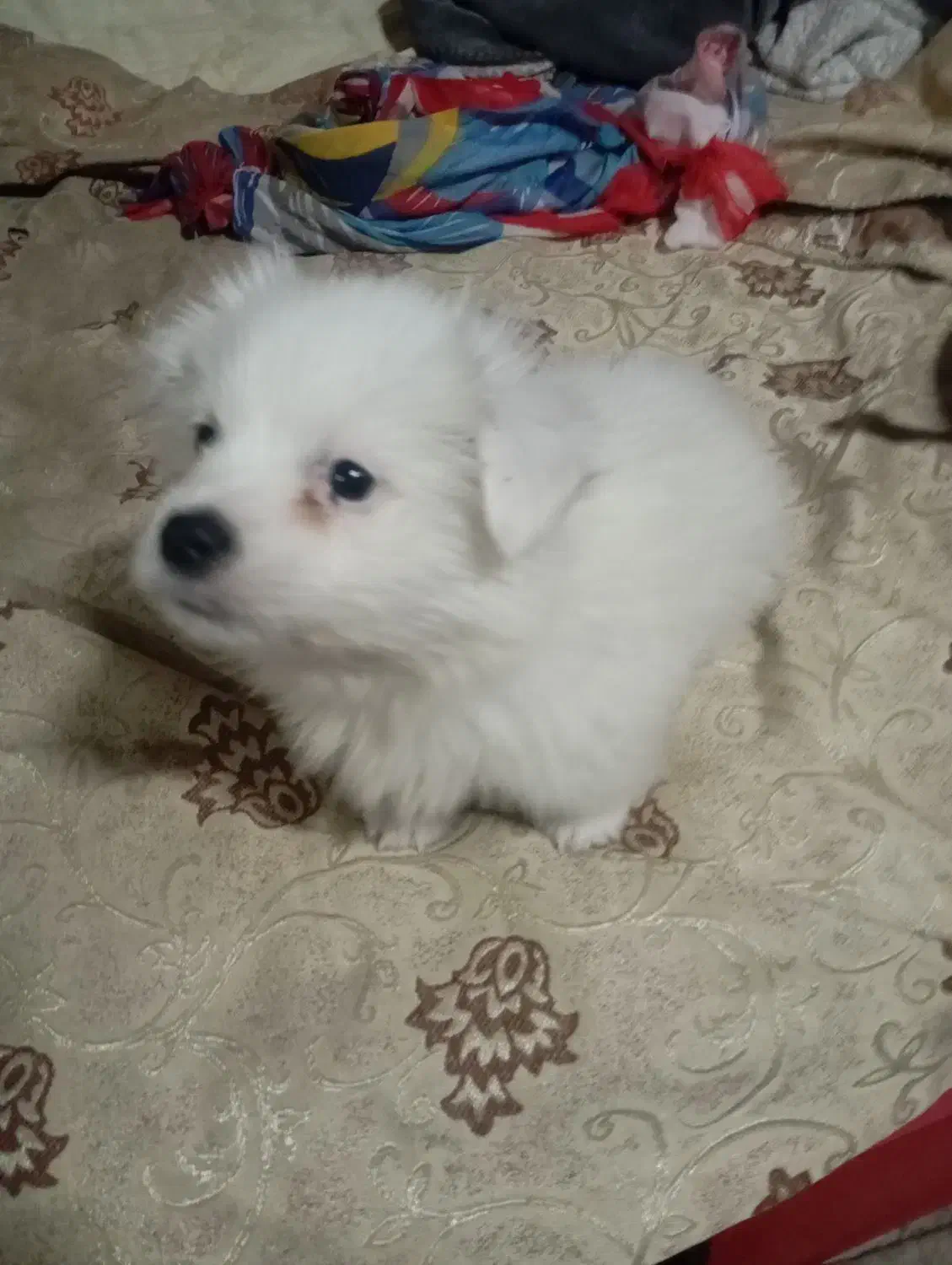 توله پامرخرسی|سگ|فردیس, فردیس|دیوار