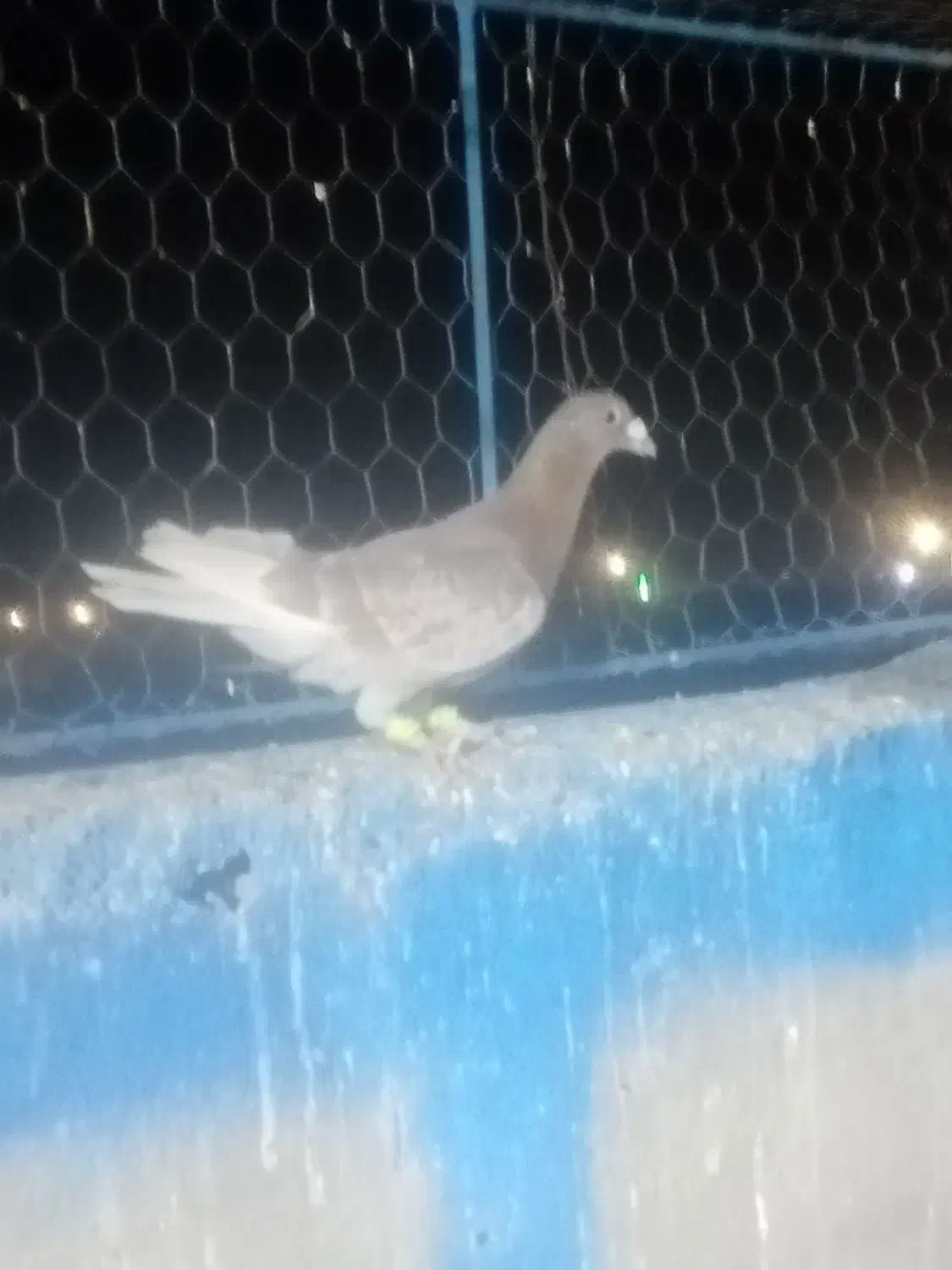 نرنرقورگی المانی|پرنده|تربت‌حیدریه, بازار|دیوار