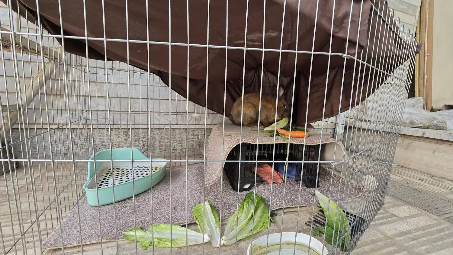 گومبول|موش و خرگوش|کاشان, امیرکبیر|دیوار