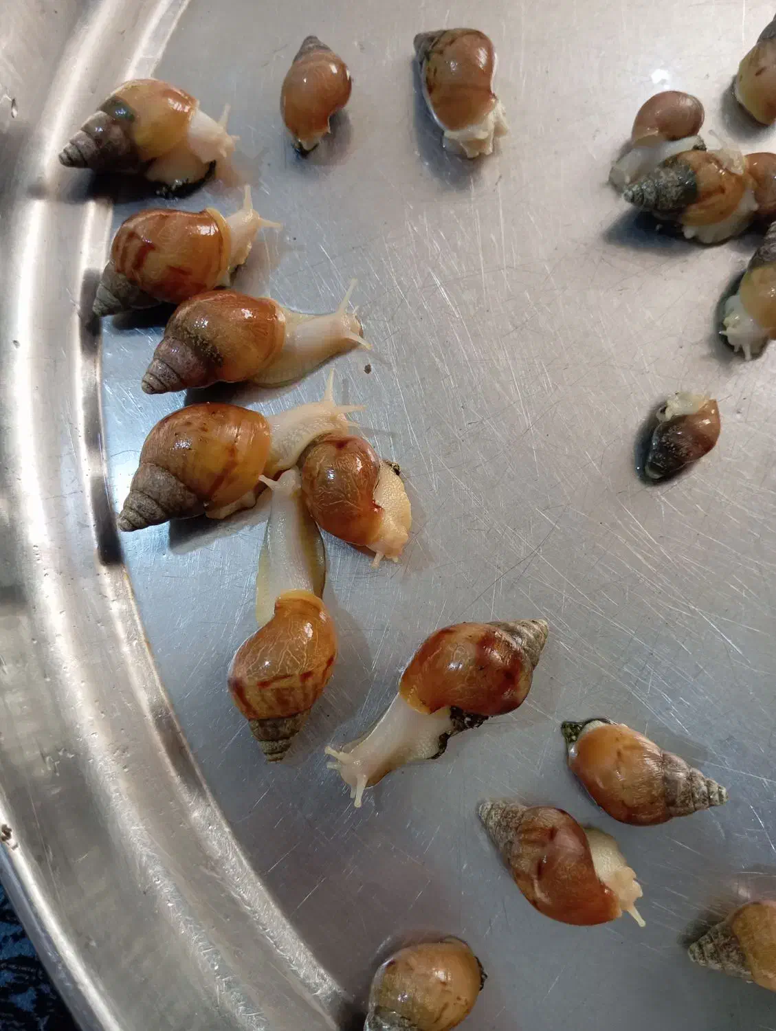 حلزون|خزنده|ارومیه, |دیوار