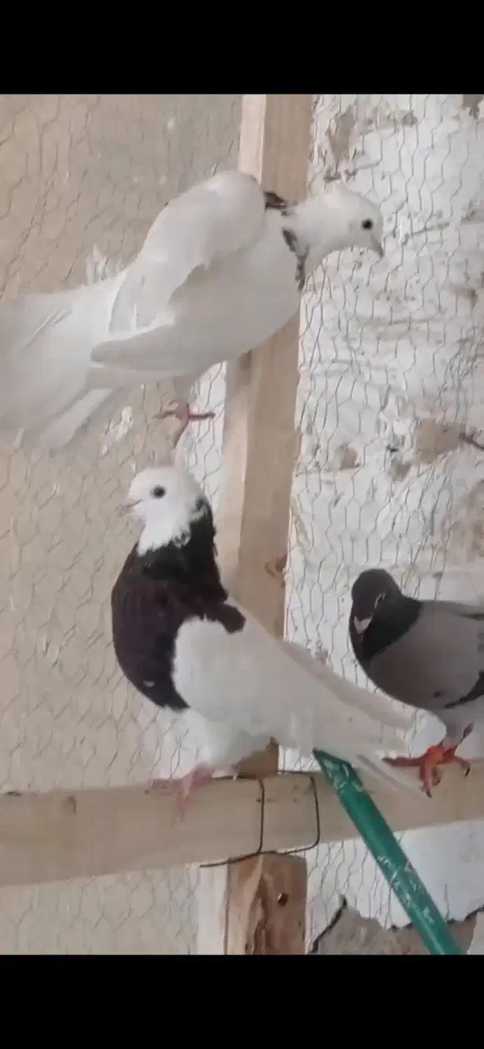 کفتر|پرنده|قیدار, |دیوار