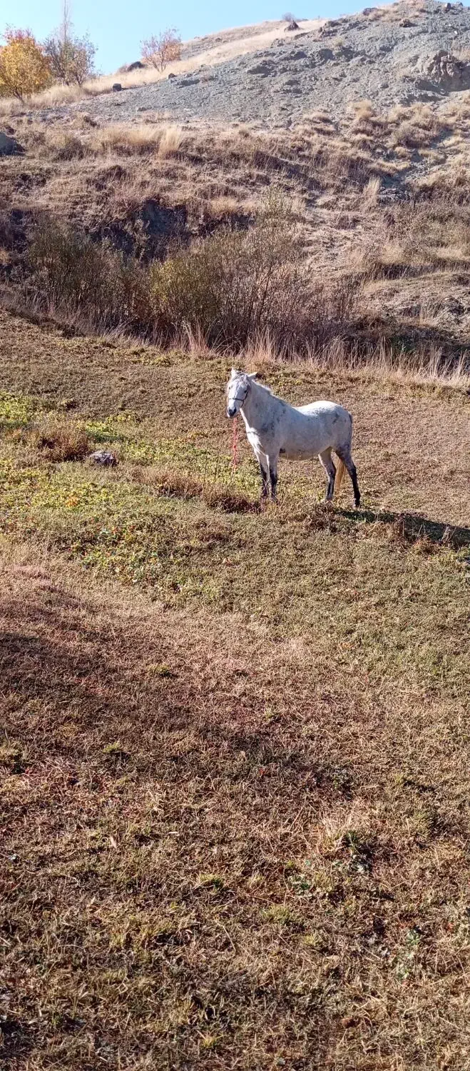 اسب مادیان 6ساله بدون ایراد|اسب و تجهیزات اسبسواری|سیلوانه, |دیوار