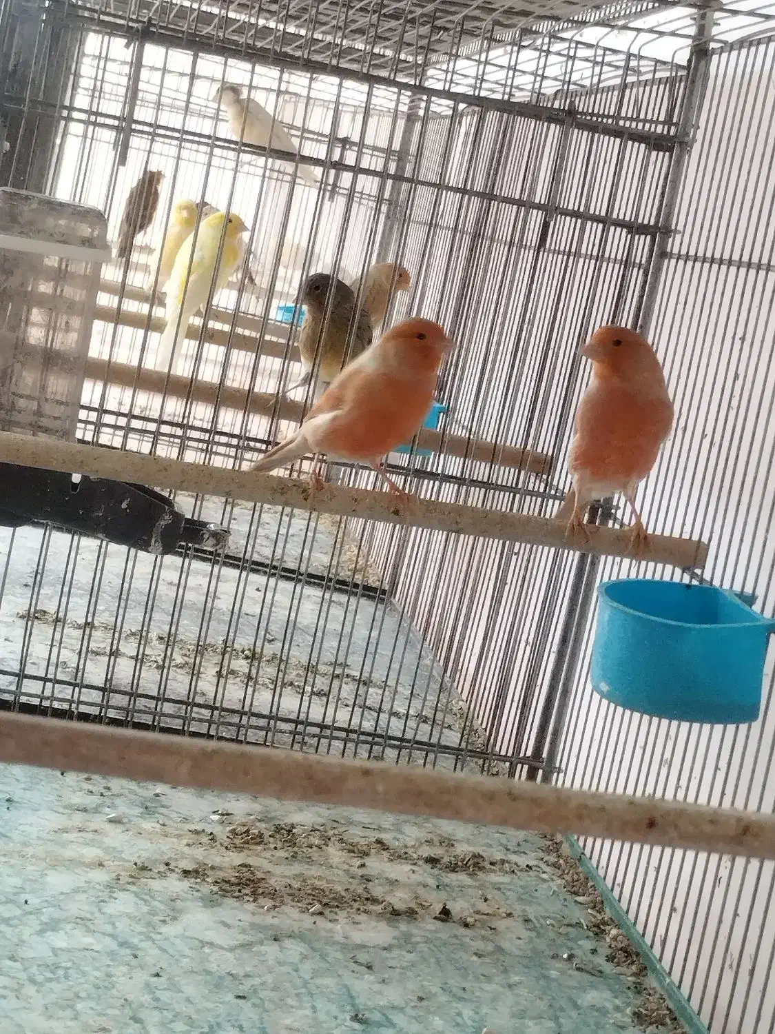 قناری|پرنده|یزد, |دیوار