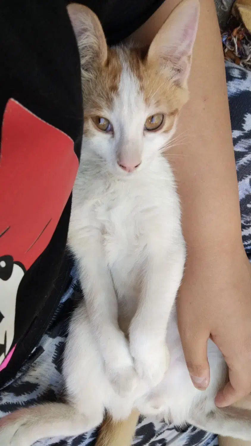 گم شده|حیوانات|تبریز, |دیوار