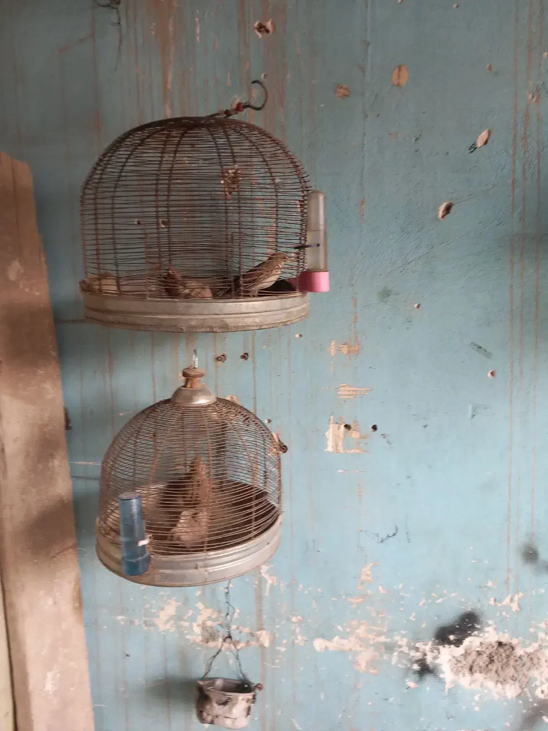 تعدادسهره وسقابرافروش دارم|پرنده|کرمان, |دیوار